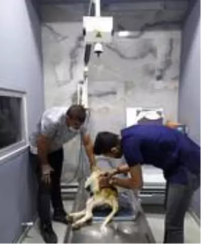 SOKAK KÖPEĞİNİ HEDEF TAHTASI YAPTILAR