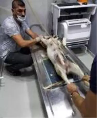 SOKAK KÖPEĞİNİ HEDEF TAHTASI YAPTILAR