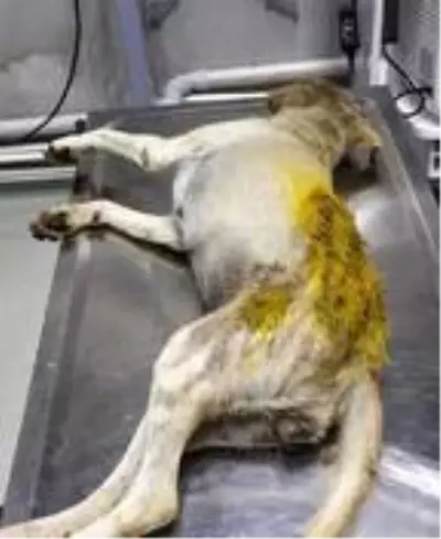 SOKAK KÖPEĞİNİ HEDEF TAHTASI YAPTILAR