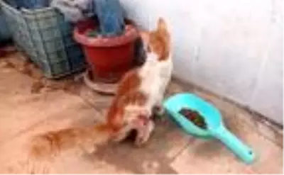 Bacağı iki yerden kırık sokak kedisine tedavi Bacağı iki yerden kırık sokak kedisine tedavi