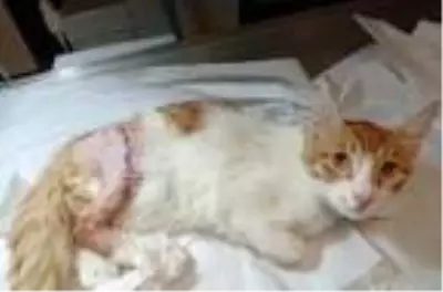 Bacağı iki yerden kırık sokak kedisine tedavi Bacağı iki yerden kırık sokak kedisine tedavi