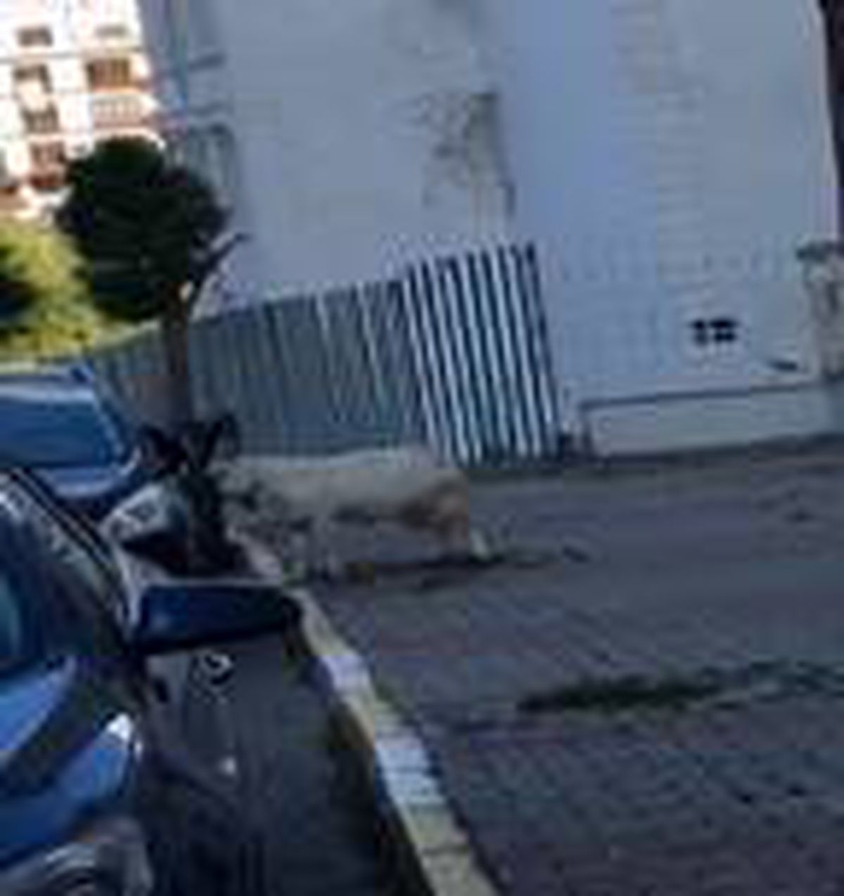 Çekmeköy'de bir keçi boynuz darbeleriyle otomobile zarar verdi, ilginç anlar kameralara yansıdı
