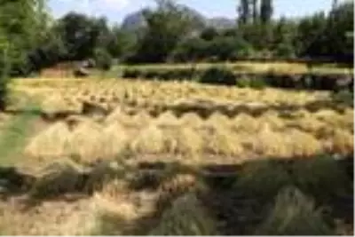 Son dakika haber: Çukurca'da çeltik hasadına başlandı Son dakika haber: Çukurca'da çeltik hasadına başlandı