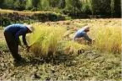 Son dakika haber: Çukurca'da çeltik hasadına başlandı Son dakika haber: Çukurca'da çeltik hasadına başlandı