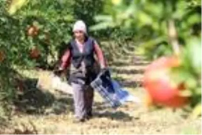 Denizli'den Avrupa ve Orta Doğu'ya nar ihracatı Denizli'den Avrupa ve Orta Doğu'ya nar ihracatı