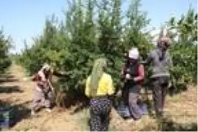 Denizli'den Avrupa ve Orta Doğu'ya nar ihracatı Denizli'den Avrupa ve Orta Doğu'ya nar ihracatı