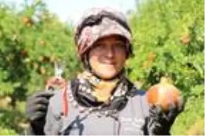 Denizli'den Avrupa ve Orta Doğu'ya nar ihracatı Denizli'den Avrupa ve Orta Doğu'ya nar ihracatı