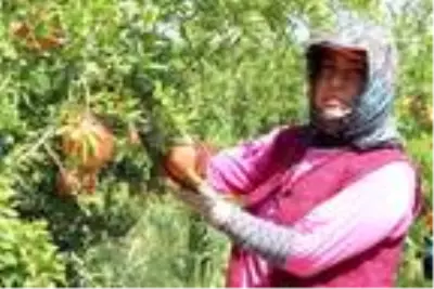 Denizli'den Avrupa ve Orta Doğu'ya nar ihracatı Denizli'den Avrupa ve Orta Doğu'ya nar ihracatı