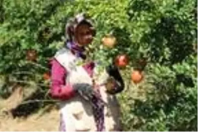Denizli'den Avrupa ve Orta Doğu'ya nar ihracatı Denizli'den Avrupa ve Orta Doğu'ya nar ihracatı