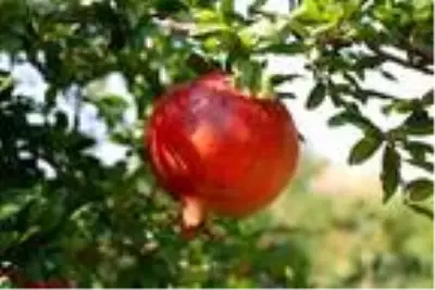 Denizli'den Avrupa ve Orta Doğu'ya nar ihracatı Denizli'den Avrupa ve Orta Doğu'ya nar ihracatı