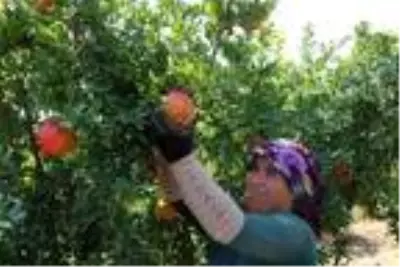 Denizli'den Avrupa ve Orta Doğu'ya nar ihracatı Denizli'den Avrupa ve Orta Doğu'ya nar ihracatı