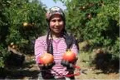 Denizli'den Avrupa ve Orta Doğu'ya nar ihracatı Denizli'den Avrupa ve Orta Doğu'ya nar ihracatı