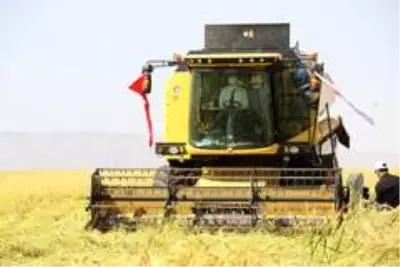 Diyarbakır'da tescilli Karacadağ Pirinci hasadı başladı Diyarbakır'da tescilli Karacadağ Pirinci hasadı başladı