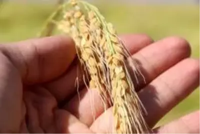 Diyarbakır'da tescilli Karacadağ Pirinci hasadı başladı Diyarbakır'da tescilli Karacadağ Pirinci hasadı başladı