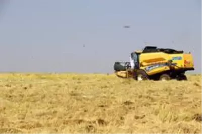Diyarbakır'da tescilli Karacadağ Pirinci hasadı başladı Diyarbakır'da tescilli Karacadağ Pirinci hasadı başladı