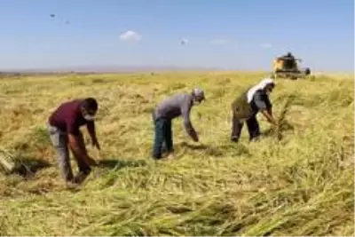 Diyarbakır'da tescilli Karacadağ Pirinci hasadı başladı Diyarbakır'da tescilli Karacadağ Pirinci hasadı başladı