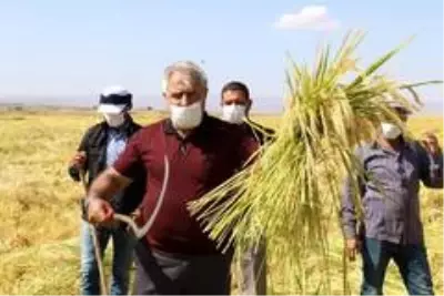 Diyarbakır'da tescilli Karacadağ Pirinci hasadı başladı Diyarbakır'da tescilli Karacadağ Pirinci hasadı başladı