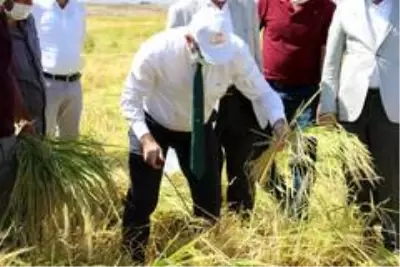 Diyarbakır'da tescilli Karacadağ Pirinci hasadı başladı Diyarbakır'da tescilli Karacadağ Pirinci hasadı başladı