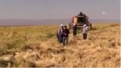 Diyarbakır'ın tescilli Karacadağ pirincinde hasat başladı Diyarbakır'ın tescilli Karacadağ pirincinde hasat başladı