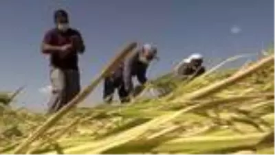 Diyarbakır'ın tescilli Karacadağ pirincinde hasat başladı Diyarbakır'ın tescilli Karacadağ pirincinde hasat başladı