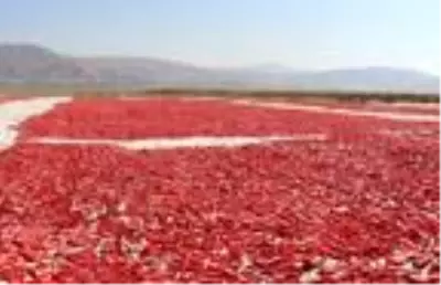 Elazığ'dan başta Amerika olmak üzere dünya sofralarına 1000 ton kurutulmuş domates Elazığ'dan başta Amerika olmak üzere dünya sofralarına 1000 ton kurutulmuş domates