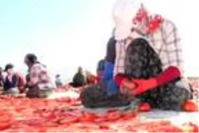 Elazığ'dan dünya sofralarına 1000 ton kurutulmuş domates Elazığ'dan dünya sofralarına 1000 ton kurutulmuş domates