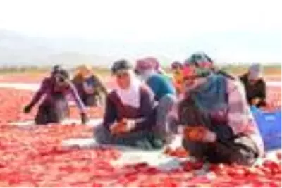 Elazığ'dan başta Amerika olmak üzere dünya sofralarına 1000 ton kurutulmuş domates Elazığ'dan başta Amerika olmak üzere dünya sofralarına 1000 ton kurutulmuş domates
