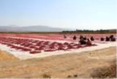 Elazığ'dan dünya sofralarına 1000 ton kurutulmuş domates Elazığ'dan dünya sofralarına 1000 ton kurutulmuş domates