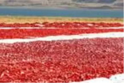 Elazığ'dan dünya sofralarına 1000 ton kurutulmuş domates Elazığ'dan dünya sofralarına 1000 ton kurutulmuş domates
