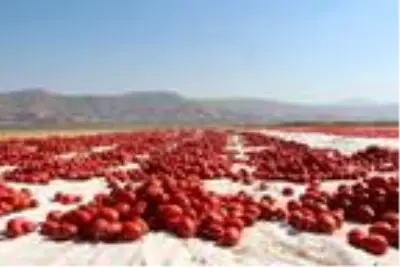 Elazığ'dan dünya sofralarına 1000 ton kurutulmuş domates Elazığ'dan dünya sofralarına 1000 ton kurutulmuş domates