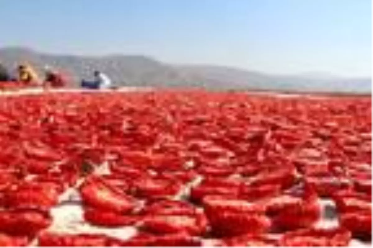 Elazığ'dan başta Amerika olmak üzere dünya sofralarına 1000 ton kurutulmuş domates