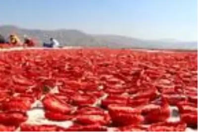 Elazığ'dan başta Amerika olmak üzere dünya sofralarına 1000 ton kurutulmuş domates Elazığ'dan başta Amerika olmak üzere dünya sofralarına 1000 ton kurutulmuş domates
