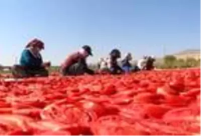 Elazığ'dan başta Amerika olmak üzere dünya sofralarına 1000 ton kurutulmuş domates Elazığ'dan başta Amerika olmak üzere dünya sofralarına 1000 ton kurutulmuş domates