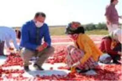 Elazığ'dan başta Amerika olmak üzere dünya sofralarına 1000 ton kurutulmuş domates Elazığ'dan başta Amerika olmak üzere dünya sofralarına 1000 ton kurutulmuş domates