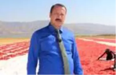 Elazığ'dan başta Amerika olmak üzere dünya sofralarına 1000 ton kurutulmuş domates Elazığ'dan başta Amerika olmak üzere dünya sofralarına 1000 ton kurutulmuş domates