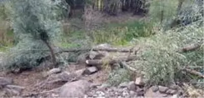 Erzurum'da sebepsizce kesilen ağaçlar tepki topladı Erzurum'da sebepsizce kesilen ağaçlar tepki topladı