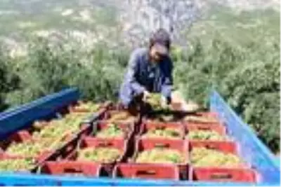 Geleneksel yöntemlerle şifa deposu üzüm pekmezi yapıyorlar Geleneksel yöntemlerle şifa deposu üzüm pekmezi yapıyorlar