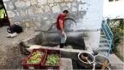 Geleneksel yöntemlerle şifa deposu üzüm pekmezi yapıyorlar Geleneksel yöntemlerle şifa deposu üzüm pekmezi yapıyorlar