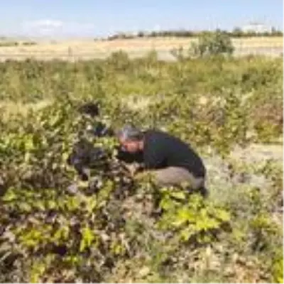 Kahta'da görülen 'Udumbara çiçeği' meraklıların akınına uğradı Kahta'da görülen 'Udumbara çiçeği' meraklıların akınına uğradı