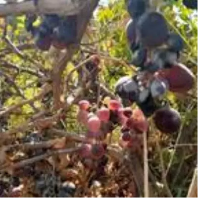 Kahta'da görülen 'Udumbara çiçeği' meraklıların akınına uğradı Kahta'da görülen 'Udumbara çiçeği' meraklıların akınına uğradı