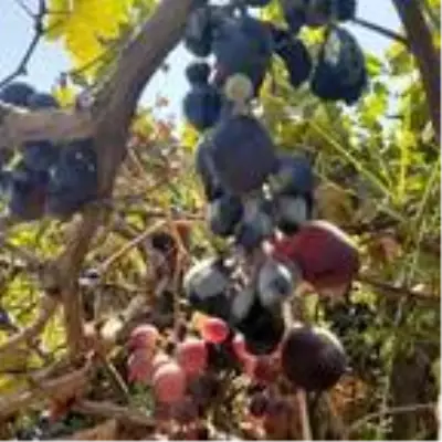Kahta'da görülen 'Udumbara çiçeği' meraklıların akınına uğradı Kahta'da görülen 'Udumbara çiçeği' meraklıların akınına uğradı