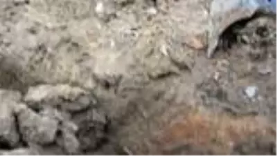 Kanalizasyon çalışması sırasında toprak yığını altında kalan işçi kurtarıldı Kanalizasyon çalışması sırasında toprak yığını altında kalan işçi kurtarıldı