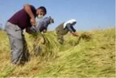 Karacadağ pirincinin ilk hasadı yapıldı Karacadağ pirincinin ilk hasadı yapıldı