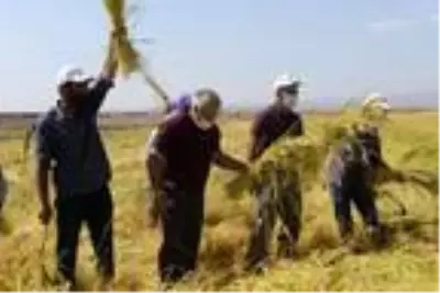 Karacadağ pirincinin ilk hasadı yapıldı Karacadağ pirincinin ilk hasadı yapıldı