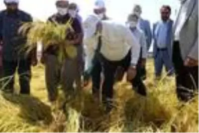 Karacadağ pirincinin ilk hasadı yapıldı Karacadağ pirincinin ilk hasadı yapıldı