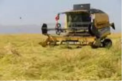Karacadağ pirincinin ilk hasadı yapıldı Karacadağ pirincinin ilk hasadı yapıldı