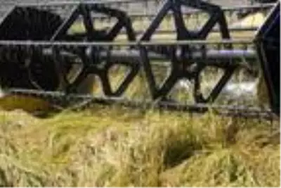 Karacadağ pirincinin ilk hasadı yapıldı Karacadağ pirincinin ilk hasadı yapıldı
