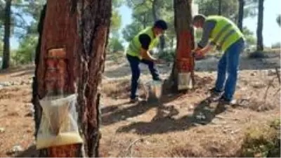 Kilosu 700 TL'ye satılan reçine, köyden kente göçün önüne geçti Kilosu 700 TL'ye satılan reçine, köyden kente göçün önüne geçti