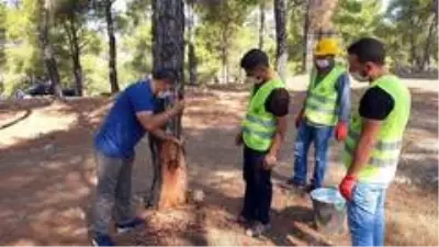 Kilosu 700 TL'ye satılan reçine, köyden kente göçün önüne geçti Kilosu 700 TL'ye satılan reçine, köyden kente göçün önüne geçti