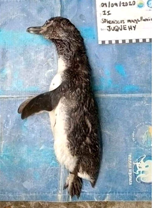 Ölen penguenin midesinden N95 maske çıktı